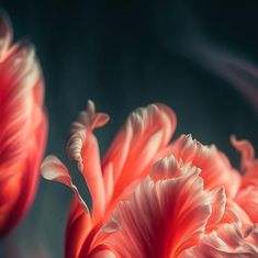 some pink flowers are in a vase on the table