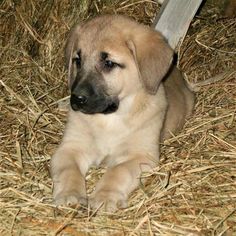 a puppy is laying down in the hay