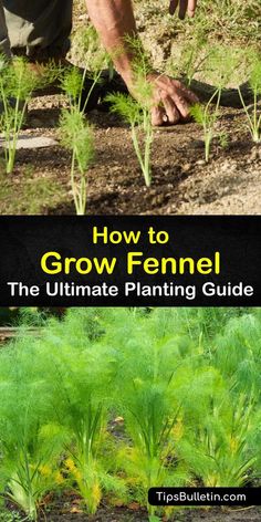 how to grow fennel the ultimate planting guide