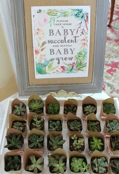 there are many small succulents in the tray on the table and one is for sale