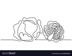 two cabbages line drawing on white background