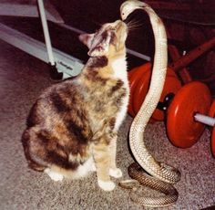 a cat sitting on the floor next to a snake in front of a gym equipment