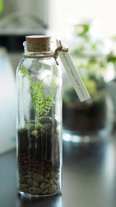 a glass jar filled with plants on top of a table