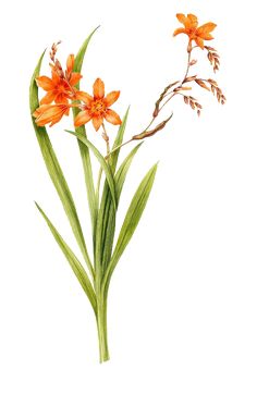 an orange flower with green stems on a white background