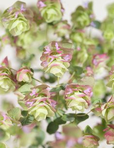 some pink and green flowers on a white background