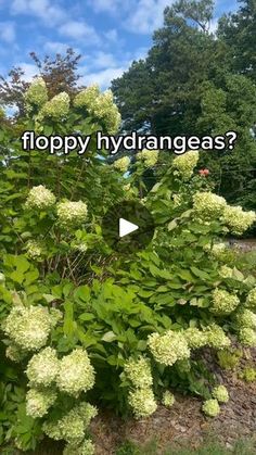 a bush with white flowers and green leaves in the foreground is an image that says, how do you help?