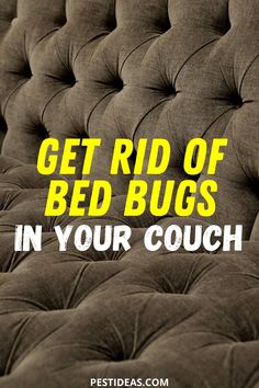 the words get rid of bed bugs in your couch