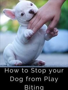 a small white dog being petted by someone's hand with the caption how to stop your dog from playing biting