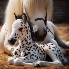 a white horse laying down next to a black and white foal