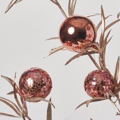 two shiny pink balls are hanging from a tree branch with brown and silver leaves in the foreground