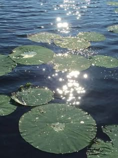 the sun shines brightly on lily pads floating in the water, making them look like they're coming out of the water