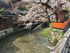 a river running through a lush green hillside next to a wooden building with cherry blossoms on it