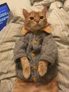 an orange cat wearing a sweater on top of a bed