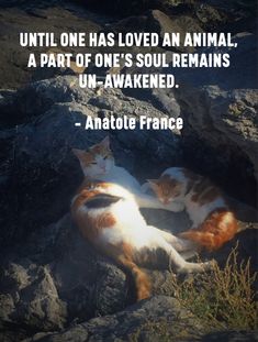 two cats laying on top of a rocky hill next to each other with the caption, until one has loved an animal, a part of one's soul remains un - awake