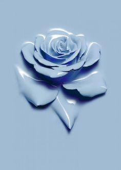 a white rose on a blue background