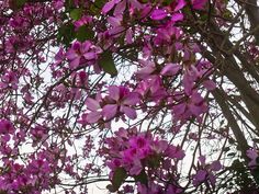 purple flowers blooming on the branches of a tree