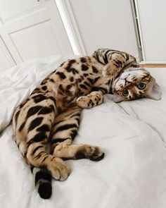 a cat laying on top of a bed next to a door