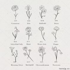 an old book with flowers and their names