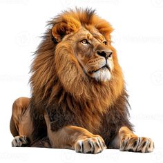 an adult lion sitting down with its head turned to the side, looking at the camera