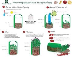 the diagram shows how to grow potatoes in a grow bag