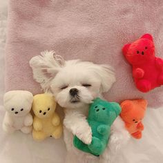 a small white dog laying on top of a bed next to several stuffed animal toys