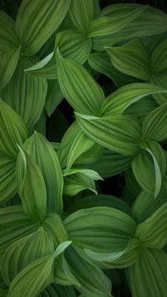 green leaves are shown in close up view