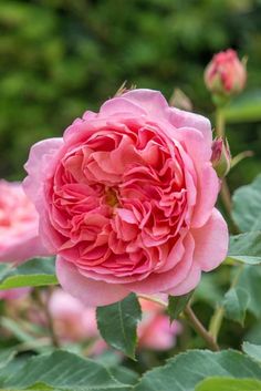 a pink rose is blooming in the garden