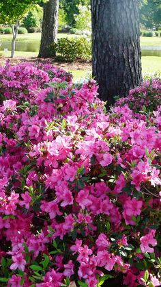 pink flowers are blooming in the middle of a park area with trees and grass