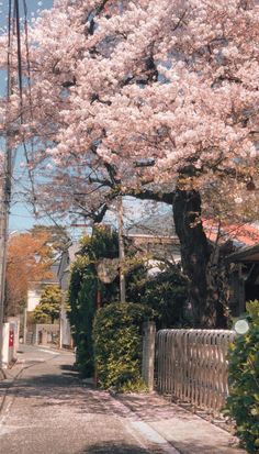 a tree with lots of pink flowers on it next to a fence and street in front of a house