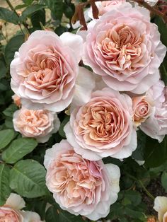 pink flowers are blooming in the garden