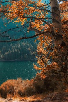 the trees are changing colors in the fall near the water's edge, with mountains in the distance