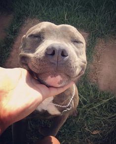 a person holding a dog in their hand with the caption if you're basking in the light of your partner's love