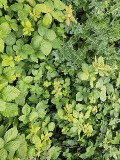 green plants with yellow leaves in the middle and brown ones on the other side, from above