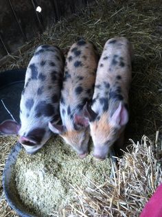 three baby pigs are eating out of a bowl