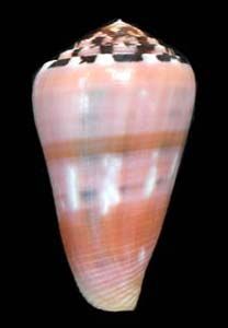 an orange and white shell with black dots on the bottom, against a black background