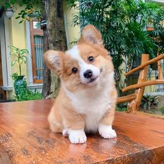 a small brown and white dog sitting on top of a wooden table next to a tree