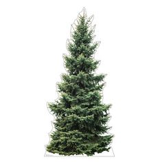 a tall evergreen tree is shown in front of a white background