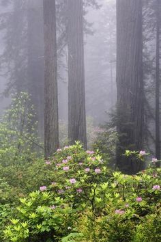 fog in the forest with flowers and trees