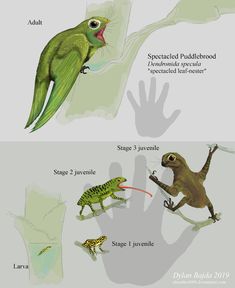 an image of different types of animals