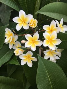 yellow and white flowers are growing on the tree