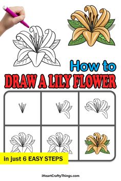 how to draw a lily flower in just 6 easy steps with step by step instructions