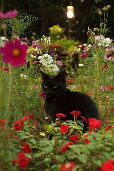 a black cat sitting in the middle of a field of flowers and plants with a light shining on it's head