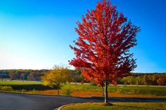 a red tree stands in the middle of a road with grass and trees around it