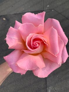 a pink rose that is blooming in the middle of someone's hand,