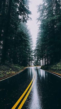 a wet road in the middle of a forest with trees on both sides and one yellow line