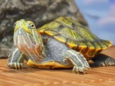 a turtle sitting on top of a wooden table