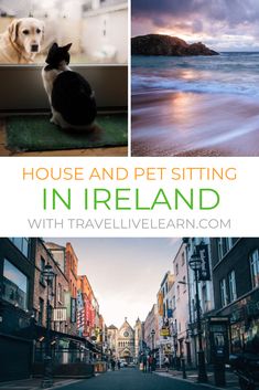 a dog and cat sitting on the ground in ireland with text overlay that reads house and pet sitting in ireland