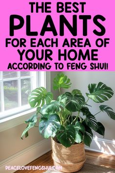 the best plants for each area of your home according to feng shui or houseplants