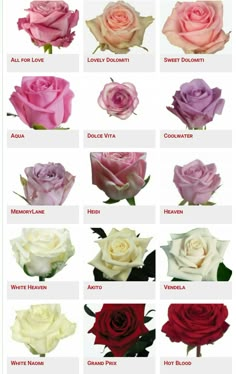 the different types of roses are shown in this image, including pink and white flowers