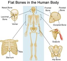 the human skeleton and its major bones are labeled in this diagram, with labels on each side